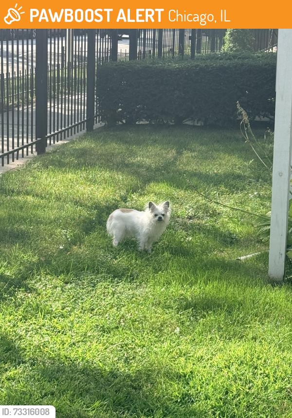 Found/Stray Unknown Dog last seen Winthrop Ave and Thorndale, Chicago, IL 60660