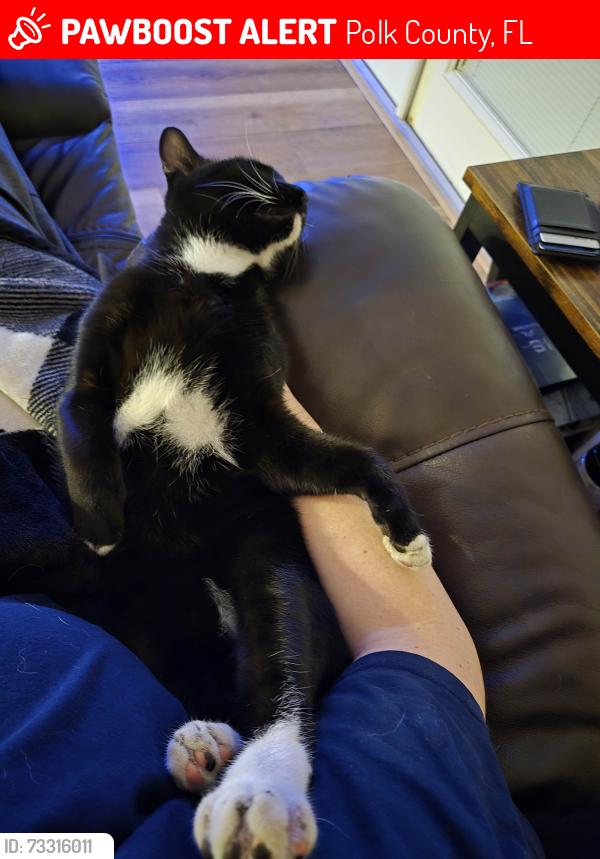 Lost Male Cat last seen Lakeland Highlands and Indian Trails Ct, Polk County, FL 33813