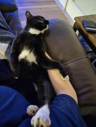 Lost Male Cat last seen Lakeland Highlands and Indian Trails Ct, Polk County, FL 33813