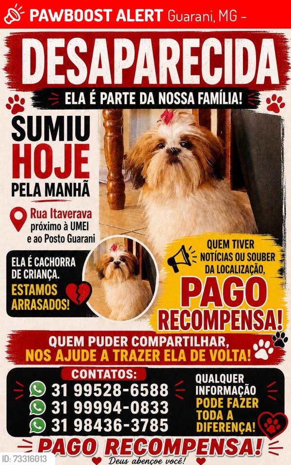 Lost Female Dog last seen Rua itaverava 731 Guarani, Guarani, MG 31840-040