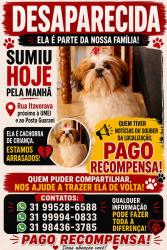 Lost Female Dog last seen Rua itaverava 731 Guarani, Guarani, MG 31840-040