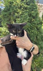 Found/Stray Male Cat last seen Lilac Street, Winnipeg, MB 