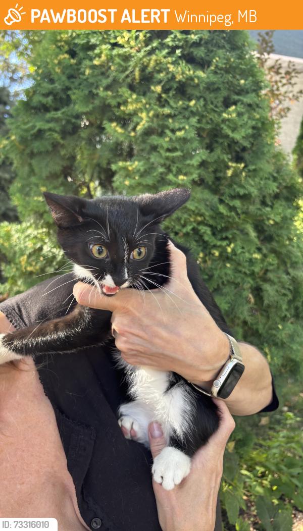 Found/Stray Male Cat last seen Lilac Street, Winnipeg, MB 