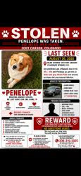Lost Female Dog last seen Dunkin’ Donuts Fort Carson, Fort Carson, CO 80902