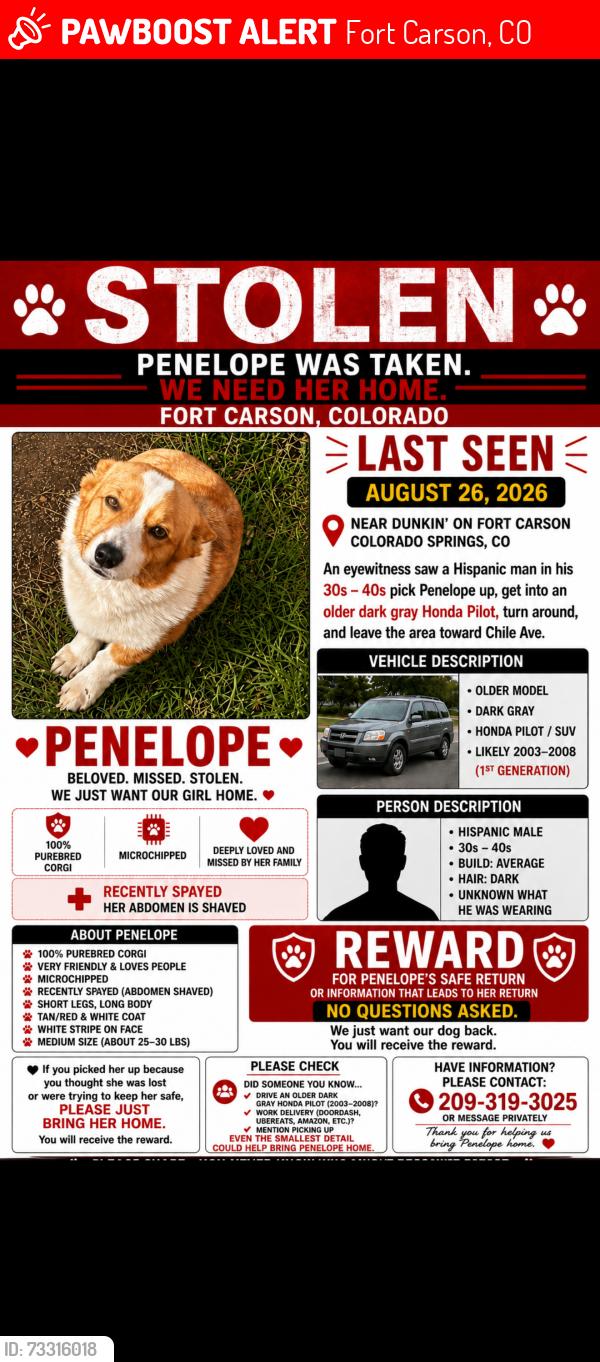 Lost Female Dog last seen Dunkin’ Donuts Fort Carson, Fort Carson, CO 80902