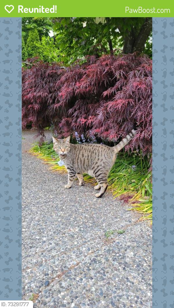 Reunited Female Cat last seen 146th St and 73a Ave, Surrey, BC V3S 8Z7