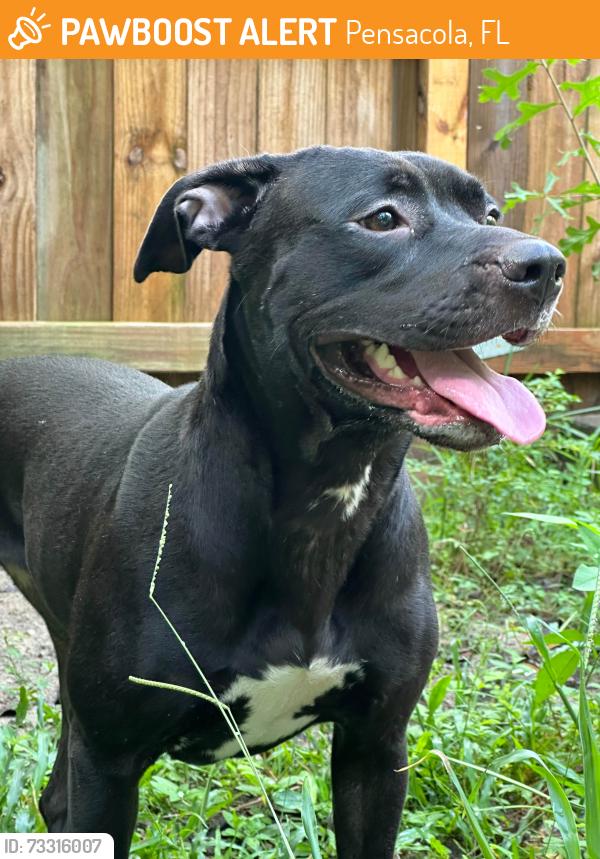 Found/Stray Female Dog last seen Corner of Spring St & Blount Street, 32504, Pensacola, FL 32501