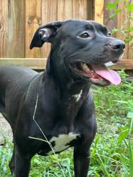 Found/Stray Female Dog last seen Corner of Spring St & Blount Street, 32504, Pensacola, FL 32501