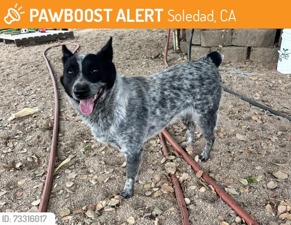 Found/Stray Male Dog last seen Soledad, Soledad, CA 93960