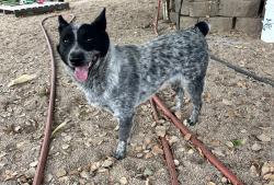 Found/Stray Male Dog last seen Soledad, Soledad, CA 93960