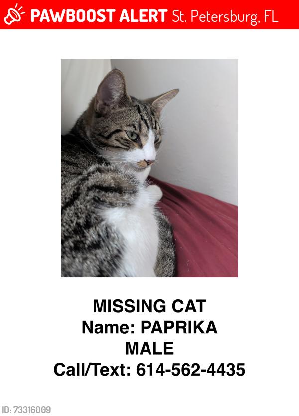 Lost Male Cat last seen 32nd Avenue North & Marting Luther King Jr Street N, St. Petersburg, FL 33704