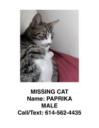Lost Male Cat last seen 32nd Avenue North & Marting Luther King Jr Street N, St. Petersburg, FL 33704