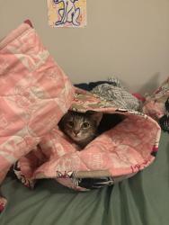 Lost Female Cat last seen Lynn creek, Grand Prairie, TX 75052