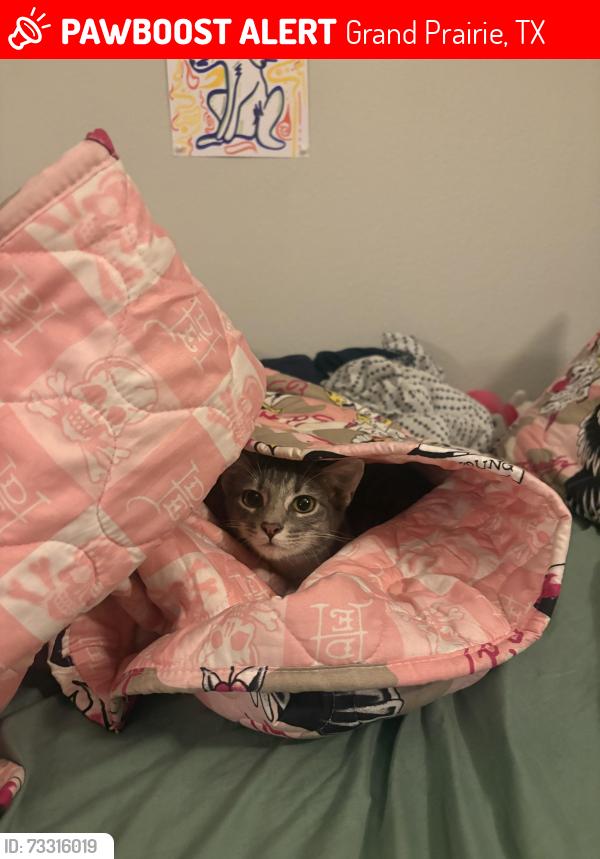 Lost Female Cat last seen Lynn creek, Grand Prairie, TX 75052