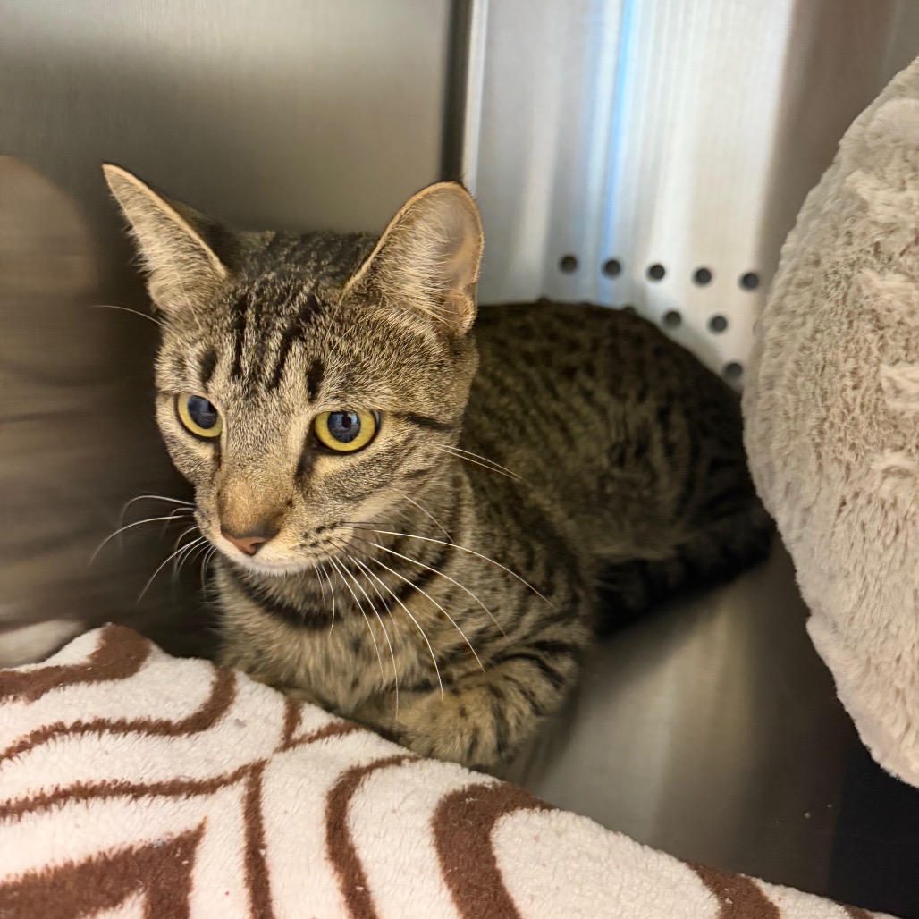 Shelter Stray Unknown Cat last seen , 3428 S Jenkins Ave, Norman, OK 73072, USA