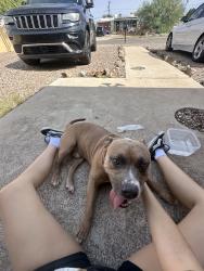 Found/Stray Male Dog last seen 1st and Grant, Tucson, AZ 85719