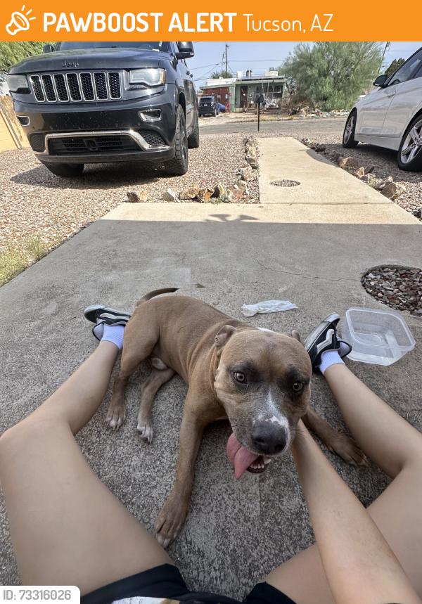 Found/Stray Male Dog last seen 1st and Grant, Tucson, AZ 85719