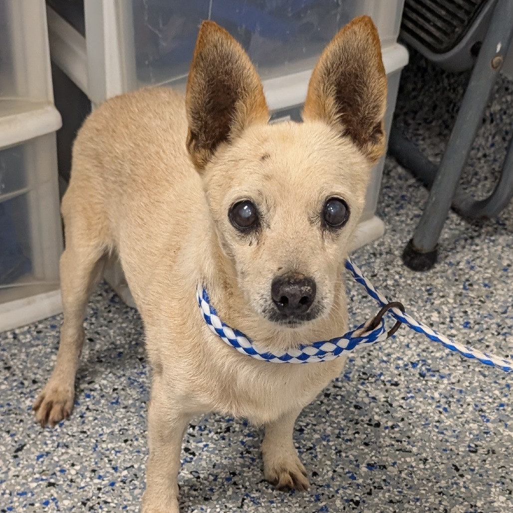 Shelter Stray Male Dog last seen , 328 Furman Hall Rd, Greenville, SC 29609, USA