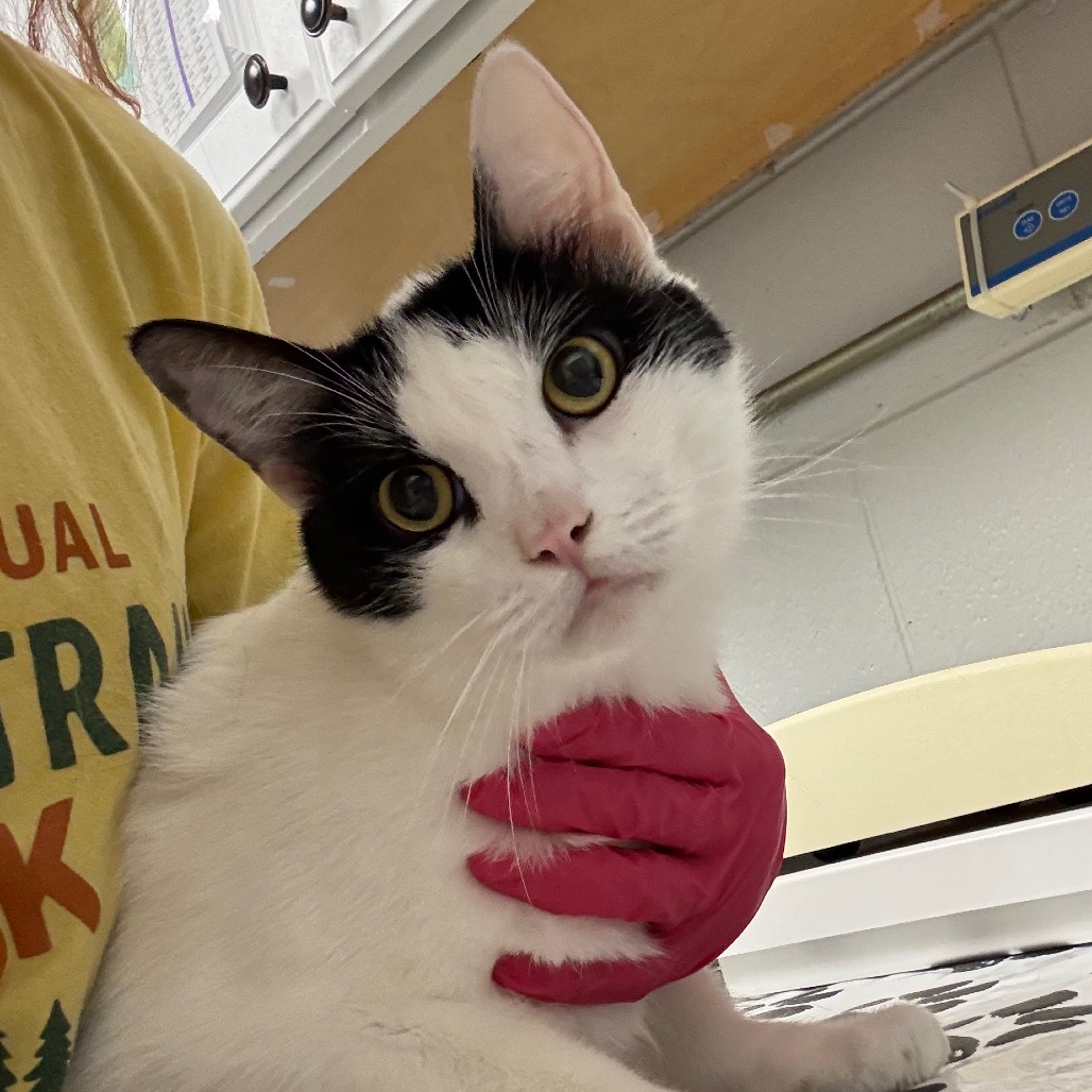 Shelter Stray Female Cat last seen , 328 Furman Hall Rd, Greenville, SC 29609, USA