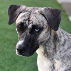 Shelter Stray Female Dog last seen , 3173 K-68 Hwy, Ottawa, KS 66067, USA