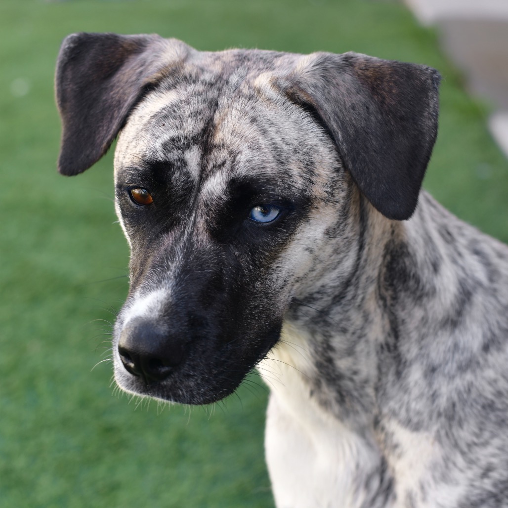 Shelter Stray Female Dog last seen , 3173 K-68 Hwy, Ottawa, KS 66067, USA