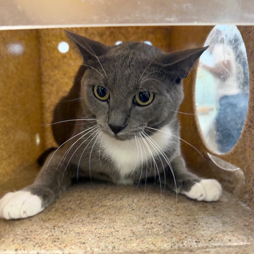 Shelter Stray Male Cat last seen , Animal Care & Control Team of Philly, 111 W Hunting Park Ave, Philadelphia, PA 19140, USA