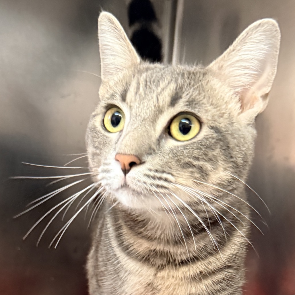 Shelter Stray Unknown Cat last seen , 4575 E Mesquite Ave, Palm Springs, CA 92264, USA
