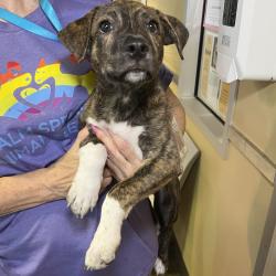 Shelter Stray Male Dog last seen , 4575 E Mesquite Ave, Palm Springs, CA 92264, USA