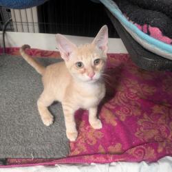 Shelter Stray Male Cat last seen , 8020 Washington St, Port Richey, FL 34668, USA