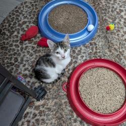 Shelter Stray Female Cat last seen , 8020 Washington St, Port Richey, FL 34668, USA