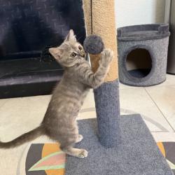 Shelter Stray Female Cat last seen , 8020 Washington St, Port Richey, FL 34668, USA