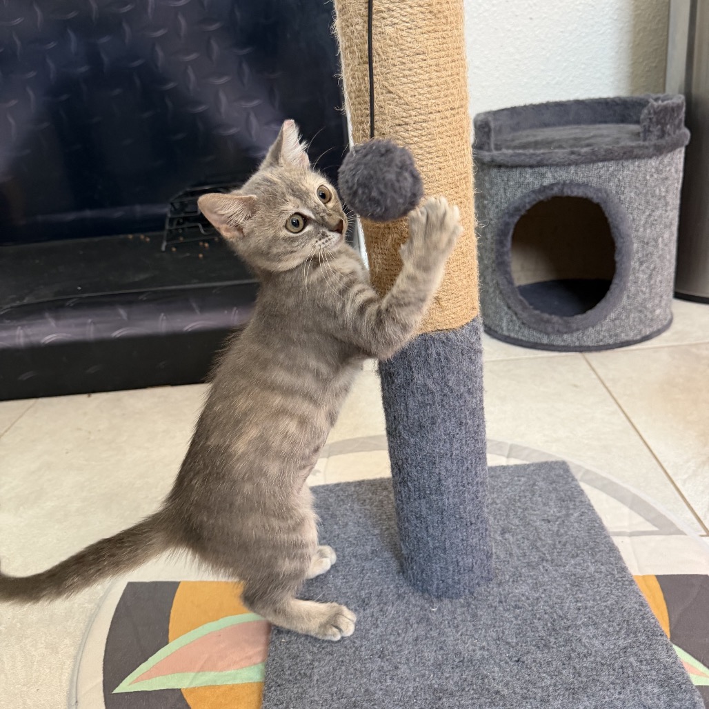 Shelter Stray Female Cat last seen , 8020 Washington St, Port Richey, FL 34668, USA