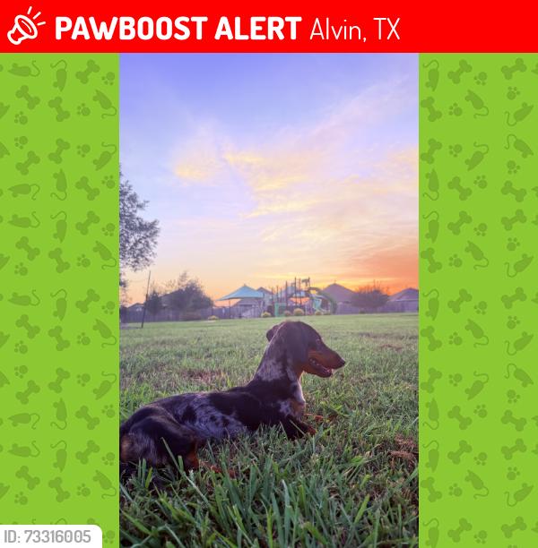 Lost Female Dog last seen N Gordon St or FM 528 Rd, Alvin, TX 77511