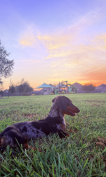 Lost Female Dog last seen N Gordon St or FM 528 Rd, Alvin, TX 77511