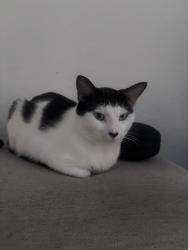 Lost Male Cat last seen Near the pool in the Goldelm at Salerno complex in Orlando, Orlando, FL 32812