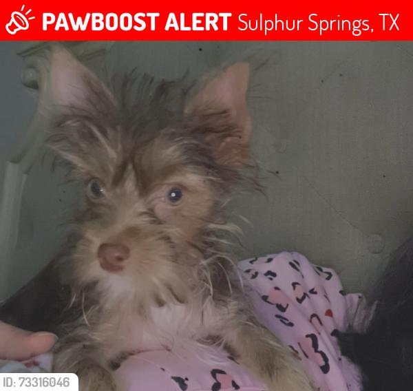 Lost Male Dog last seen Near the high school and Park, Sulphur Springs, TX 75482
