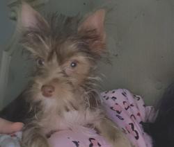 Lost Male Dog last seen Near the high school and Park, Sulphur Springs, TX 75482