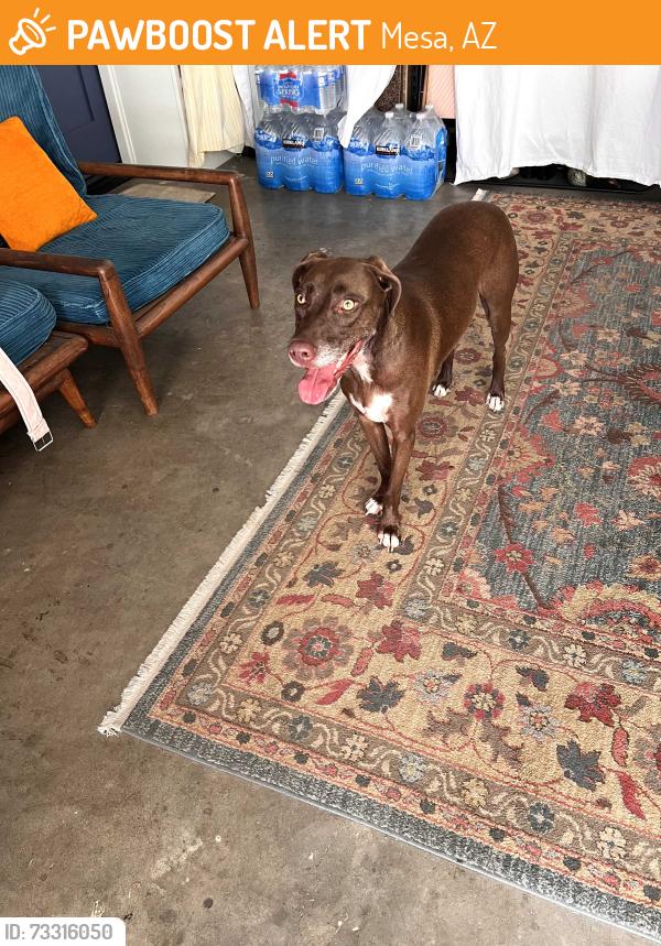 Found/Stray Female Dog last seen W 2nd street and N Macdonald, Mesa, AZ 85201