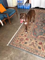Found/Stray Female Dog last seen W 2nd street and N Macdonald, Mesa, AZ 85201