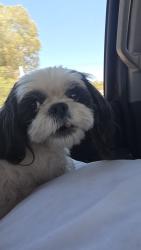 Reunited Female Dog last seen Grant/Fairview, Tucson, AZ 85705