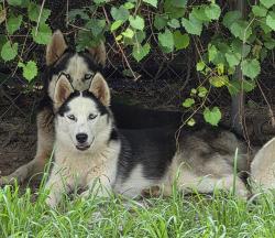 Reunited Female Dog last seen Catherine lake, Onslow County, NC 28574