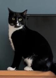 Reunited Male Cat last seen Cherrybank road, Merrylee, Glasgow City, Scotland 