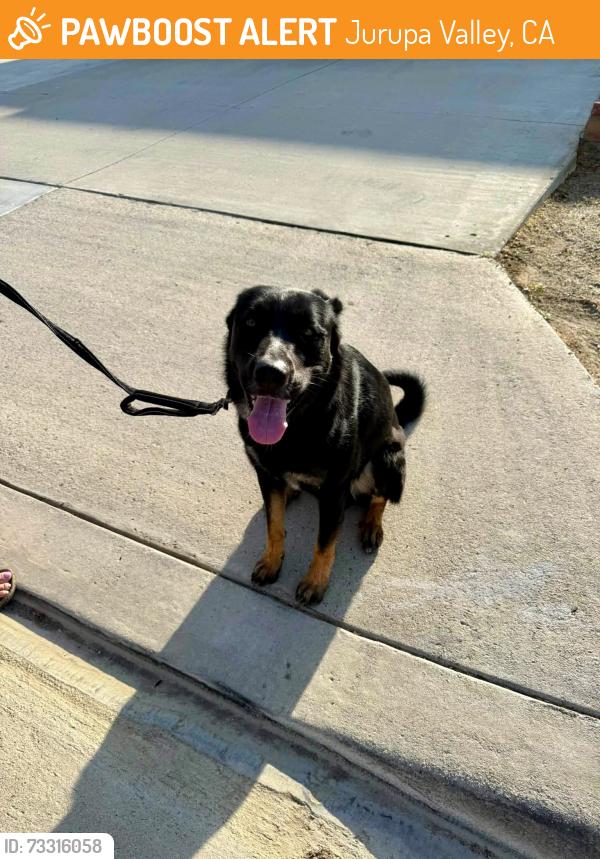 Found/Stray Male Dog last seen Aurora off Wineville & Limonite JURUPA VALLEY CA, Jurupa Valley, CA 91752