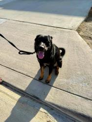 Found/Stray Male Dog last seen Aurora off Wineville & Limonite JURUPA VALLEY CA, Jurupa Valley, CA 91752