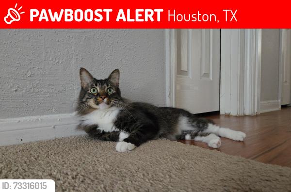 Lost Male Cat last seen ShadowBriar/Westhiemer- Alief area, Houston, TX 77077