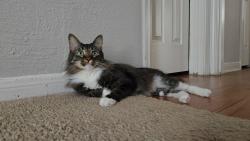 Lost Male Cat last seen ShadowBriar/Westhiemer- Alief area, Houston, TX 77077