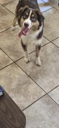 Reunited Male Dog last seen 61st & Mingo, Tulsa, OK 74145