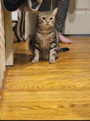 Reunited Female Cat last seen Last seen outside townhouses at ponytrail and fieldgate, Mississauga, ON 