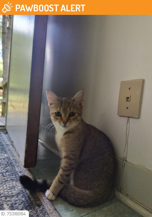 Found/Stray Female Cat last seen Subway, Sherbrooke, QC J1M 1J5