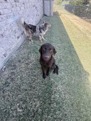 Found/Stray Unknown Dog last seen Near Turnbury Ct, Granbury, TX 76048